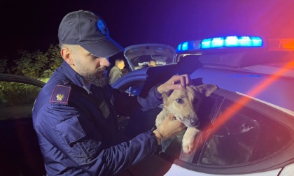 Due cani abbandonati salvati dagli Agenti della Squadra volante