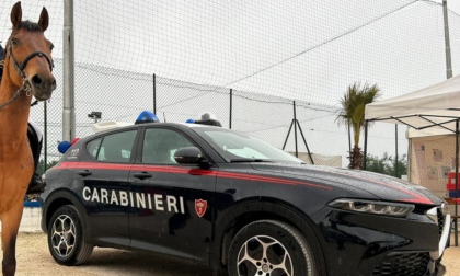 Cavallo irrompe in un maneggio e travolge una giovane donna che si stava esercitando