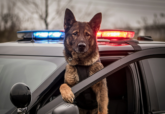 Il cane “poliziotto” del vicino mette in fuga i ladri