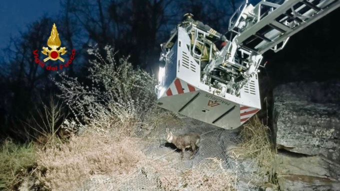 Camoscio incastrato in una rete, lo salvano i Vigili del fuoco