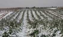 Meteo Biella: settimana variabile fra pioggia, freddo e sole