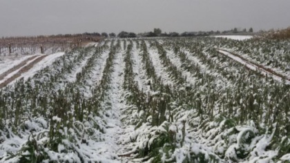 cieli molto nuvolosi o coperti con deboli nevicate al mattino