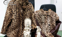 Sequestrati in un antiquariato oggetti in avorio e pellicce di leopardo