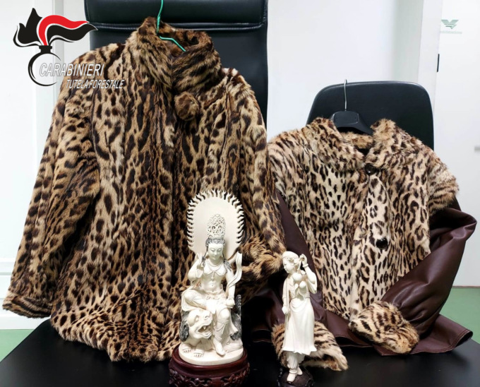 Sequestrati in un antiquariato oggetti in avorio e pellicce di leopardo