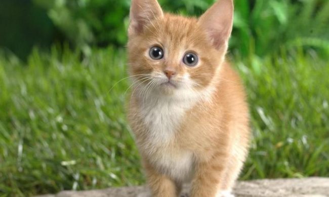 Giornata Nazionale del Gatto: ECCO LE VOSTRE FOTO