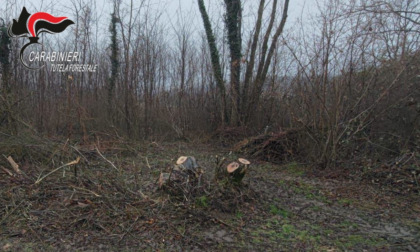 Mongrando, taglia e ruba alberi di proprietà comunale: individuato dai Carabinieri