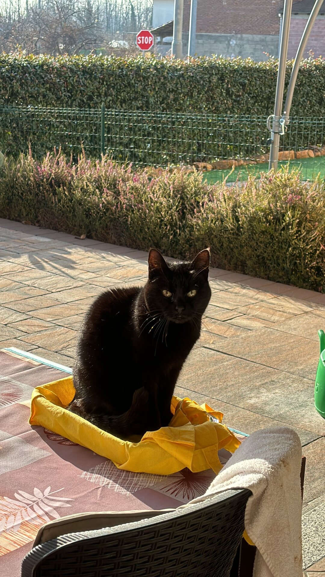 Pina, 19 anni, di Chiara Aurora Mazzola - Candelo