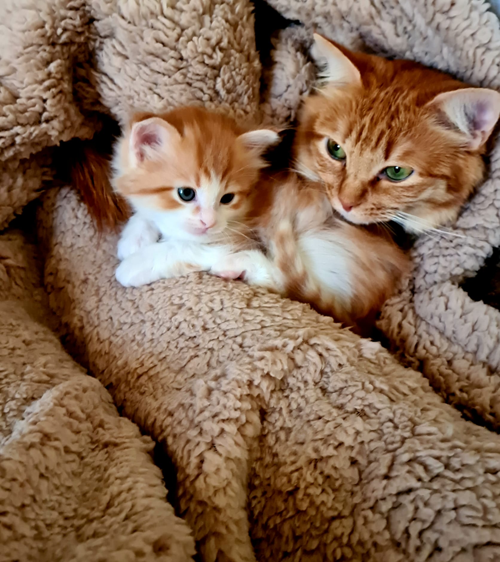 Sophia ed il piccolo Oliver fanno gli auguri a tutti i gatti ed ai loro umani - Rossella Sonnino - Roma