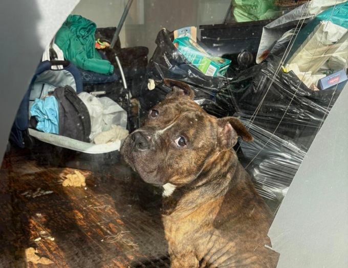 Cane ritrovato in condizioni critiche salvato dalla Polizia