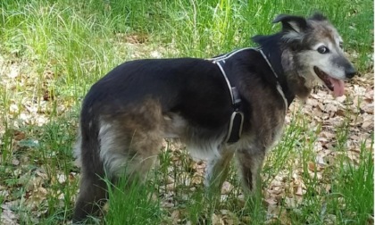 Appello per ritrovare la cagnolina Molly