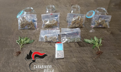 Giovane biellese denunciato per coltivazione di cannabis in casa