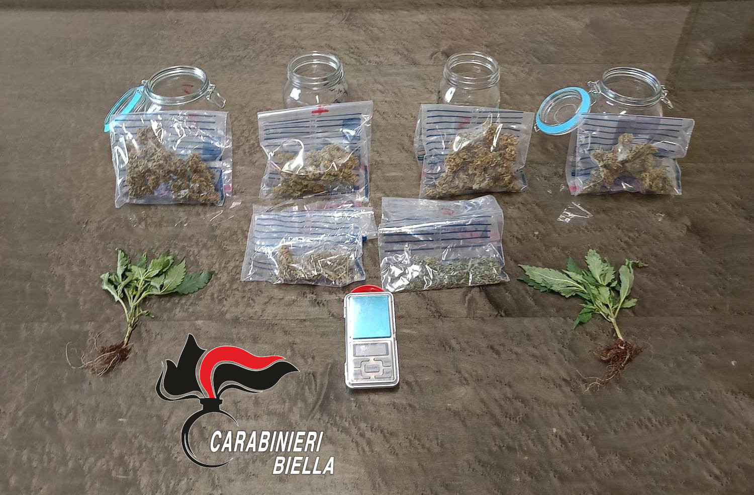 biellese denunciato coltivazione cannabis