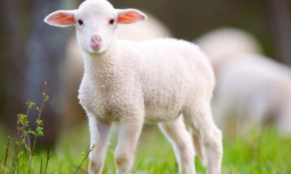 Escursionista trova un agnello disperso lungo un sentiero, poi adottato da un'associazione