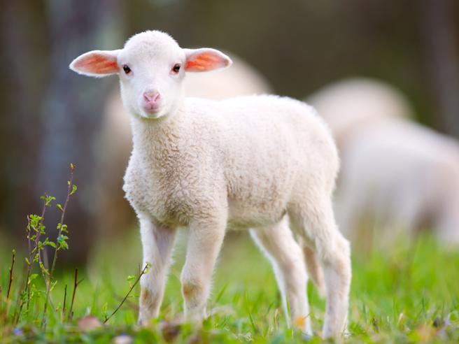 Escursionista trova un agnello disperso lungo un sentiero, poi adottato da un’associazione