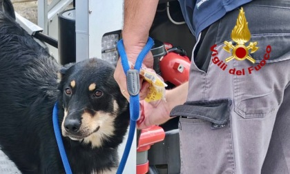 Cane bloccato su una tettoia: intervento dei Vigili del Fuoco