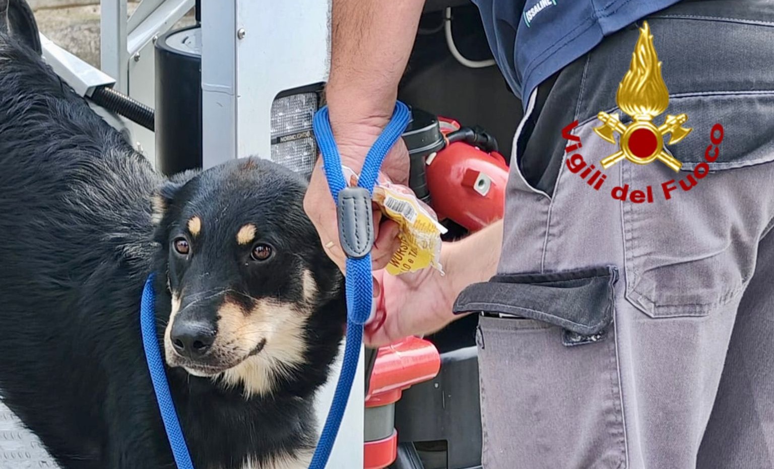 Cane bloccato su una tettoia intervento dei Vigili del Fuoco