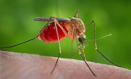 A Magnonevolo il primo caso accertato di West Nile virus nel Biellese