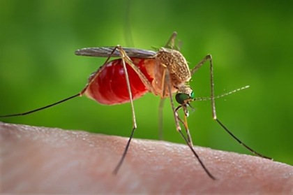 A Magnonevolo il primo caso accertato di West Nile virus nel Biellese