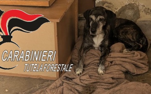 Cane abbandonato salvato dai Carabinieri: ora ha una nuova famiglia