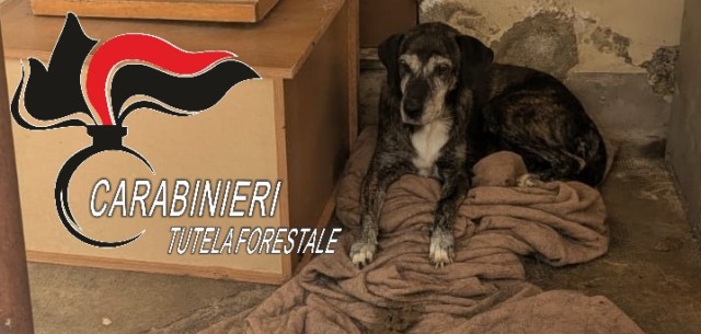Cane abbandonato salvato dai Carabinieri: ora ha una nuova famiglia