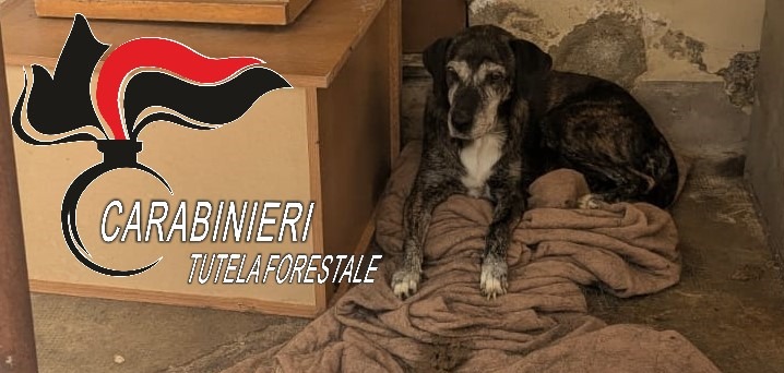 Cane abbandonato salvato dai Carabinieri: ora ha una nuova famiglia