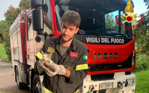 Un lieto fine a Salussola: i Vigili del Fuoco salvano un gattino da un’avventura spinosa