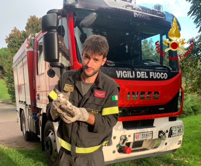 Un lieto fine a Salussola: i Vigili del Fuoco salvano un gattino da un’avventura spinosa