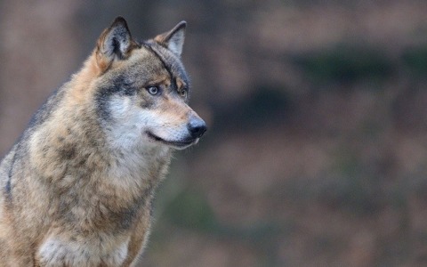 Quattro giovani lupi filmati in Valle Cervo