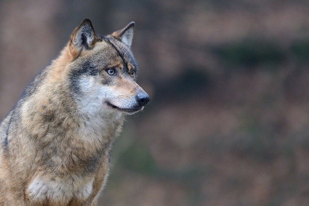 Quattro giovani lupi filmati in Valle Cervo