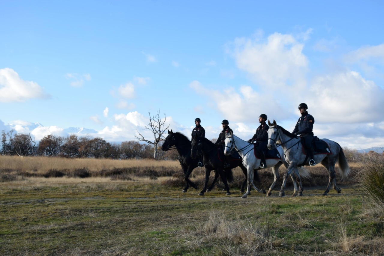 Carabinieri a cavallo in Baraggia: nuova fase del contrasto allo spaccio nelle aree boschive del Biellese