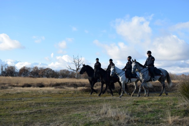 Carabinieri a cavallo in Baraggia: nuova fase del contrasto allo spaccio nelle aree boschive del Biellese