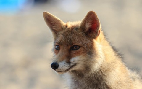 Volpe in passeggiata notturna al Santuario di Oropa