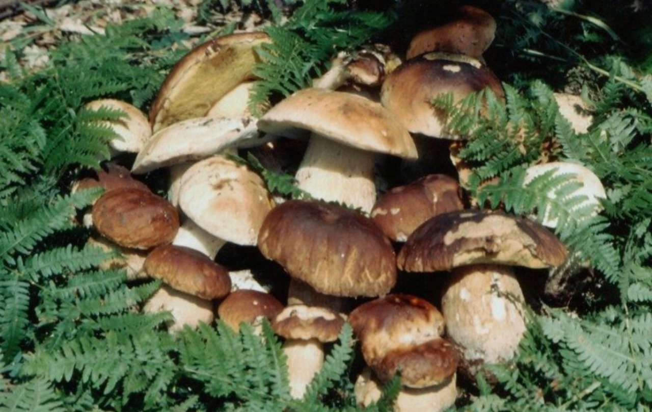 Imparare a riconoscere i funghi nel bosco