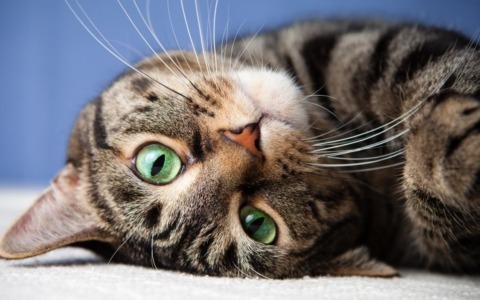 Taglia i baffi al gatto: biellese a processo per maltrattamenti