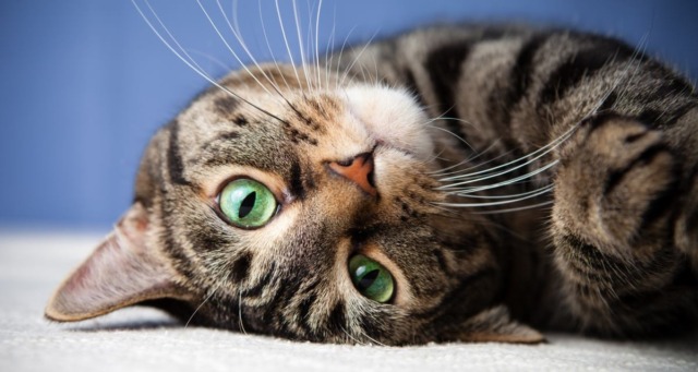 Taglia i baffi al gatto