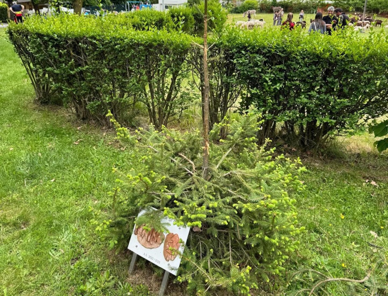 Il “Pinino” piantato a Graglia devastato dai vandali