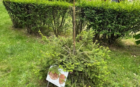 Il “Pinino” piantato a Graglia devastato dai vandali