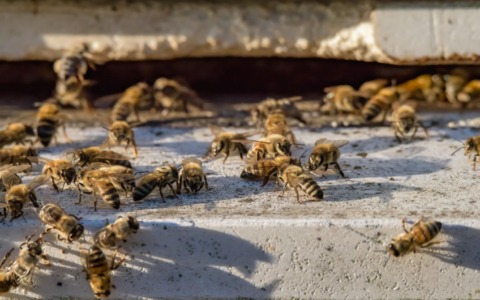 Sciame di api invade i Giardini Arequipa e attraversa il parco