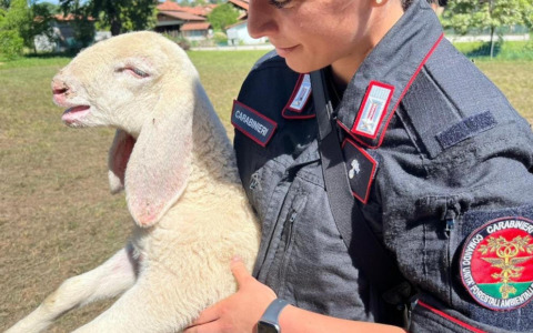 Macella una pecora nel cortile di casa: denunciato dopo la telefonata di una vicina
