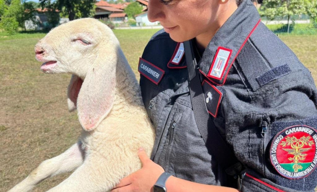 Macella una pecora nel cortile di casa: denunciato dopo la telefonata di una vicina