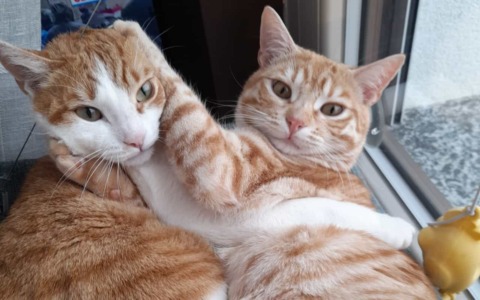 I gatti conquistano Eco di Biella: domani le foto in edicola