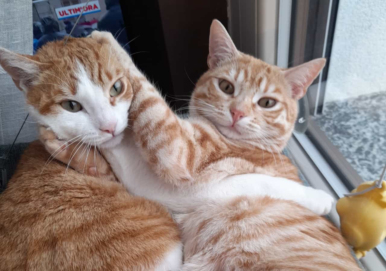 I gatti conquistano Eco di Biella: domani le foto in edicola